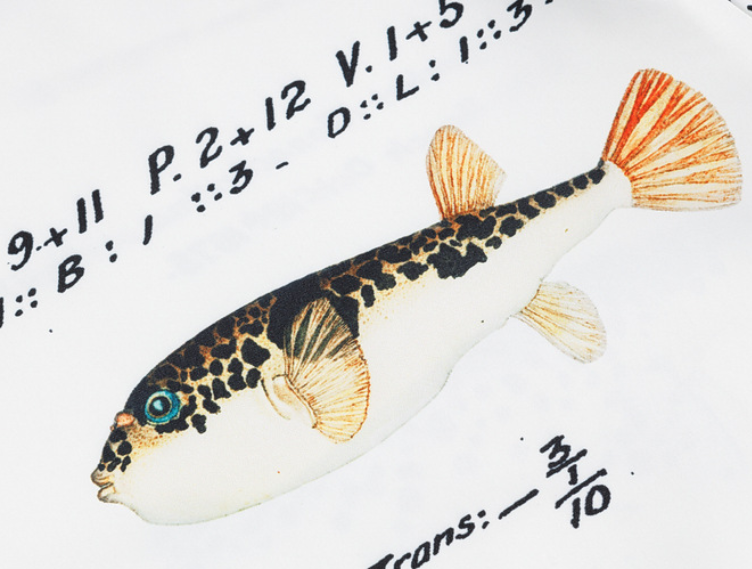 「海洋生物」プリント半袖シャツ